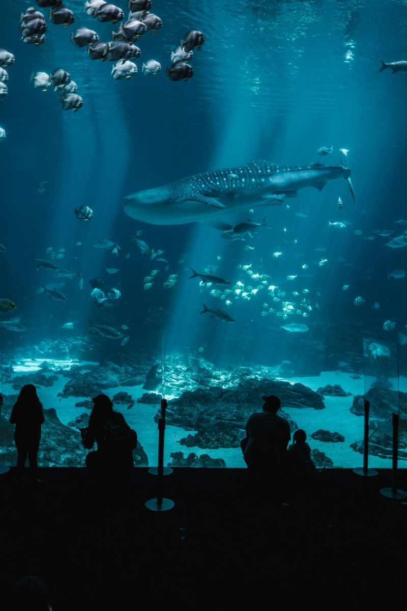 Акваріум SEA LIFE